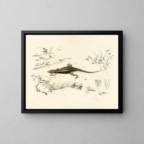 Platysaurus capensis - Sir Andrew Smith — quadro incorniciato alla parete