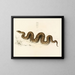 Python natalensis - Sir Andrew Smith — quadro incorniciato alla parete