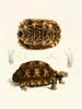 tartaruga semi-dentellata - Sir Andrew Smith — vista dell’opera