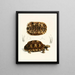 tartaruga semi-dentellata - Sir Andrew Smith — quadro incorniciato alla parete