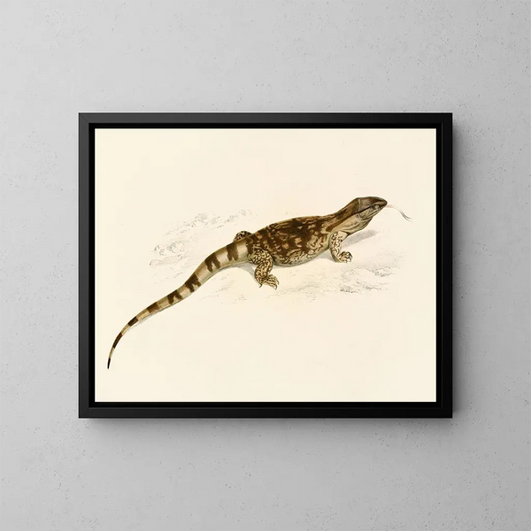 Varan delle savane - Sir Andrew Smith — quadro incorniciato alla parete