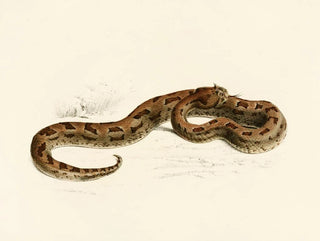 Sir Andrew Smith - Vipera Lophophrys.webp
