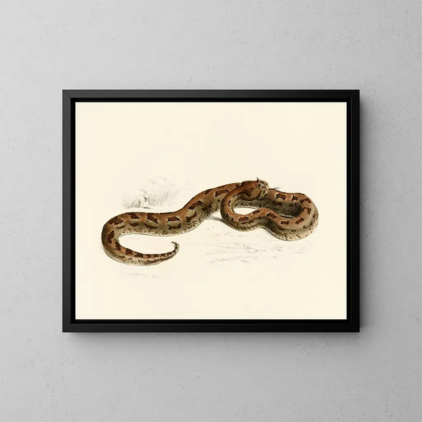 Vipère lophophrys - Sir Andrew Smith — quadro incorniciato alla parete