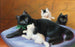 Famiglia di gatti - Sophie Sperlich — vista dell’opera
