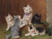Chatons - Sophie Sperlich — vista dell’opera