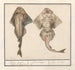 Squatina viola della famiglia dei Rhinobatidae - Anselmus Botius de Boodt — vista dell’opera