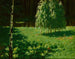 Jeunes bouleaux - Stanisław Witkiewicz — vista dell’opera