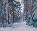 Sentiero nel bosco innevato - Stanisław Żukowski — vista dell’opera