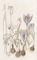 Crocus d'automne - Sydenham Edwards — vista dell’opera