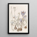 Crocus d'automne - Sydenham Edwards — quadro incorniciato alla parete