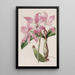 Laelia d'autunno - Sydenham Edwards — quadro incorniciato alla parete