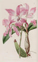 Laelia d'autunno - Sydenham Edwards — vista dell’opera