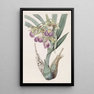 Sydenham Edwards - Bauers Casquewort.webp