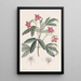 Lemonia magnifique - Sydenham Edwards — quadro incorniciato alla parete