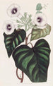 Patate dolci barbabietola - Sydenham Edwards — vista dell’opera
