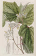 Marlea à feuilles de bégonia - Sydenham Edwards — vista dell’opera