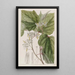 Marlea à feuilles de bégonia - Sydenham Edwards — quadro incorniciato alla parete