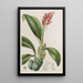 Cryptochilus couleur de sang - Sydenham Edwards — quadro incorniciato alla parete