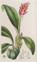 Cryptochilus couleur de sang - Sydenham Edwards — vista dell’opera