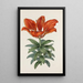 Lys rouge sang - Sydenham Edwards — quadro incorniciato alla parete