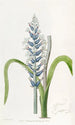 Lachenalia pâle à fleurs bleues - Sydenham Edwards — vista dell’opera