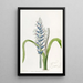 Lachenalia pâle à fleurs bleues - Sydenham Edwards — quadro incorniciato alla parete