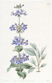Pentstemon à feuilles bleues - Sydenham Edwards — vista dell’opera