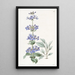 Pentstemon à feuilles bleues - Sydenham Edwards — quadro incorniciato alla parete
