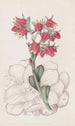 Echeveria à feuilles émoussées - Sydenham Edwards — vista dell’opera