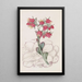 Echeveria à feuilles émoussées - Sydenham Edwards — quadro incorniciato alla parete
