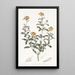 Gastrolobium à feuilles émoussées - Sydenham Edwards — quadro incorniciato alla parete