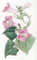 Lophospermum rougissant - Sydenham Edwards — vista dell’opera