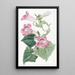 Lophospermum rougissant - Sydenham Edwards — quadro incorniciato alla parete