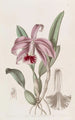 Cattleya nain à bordure - Sydenham Edwards — vista dell’opera