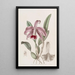 Cattleya nain à bordure - Sydenham Edwards — quadro incorniciato alla parete