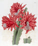 Cactus ibrido rosso mattone - Sydenham Edwards — vista dell’opera