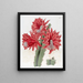 Cactus ibrido rosso mattone - Sydenham Edwards — quadro incorniciato alla parete
