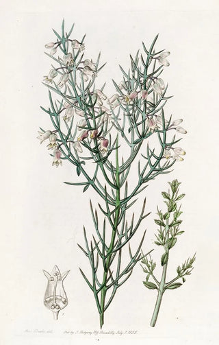 Sydenham Edwards - Bristling Colletia.webp