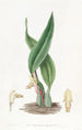 Maxillaria brunâtre - Sydenham Edwards — vista dell’opera