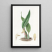 Maxillaria brunâtre - Sydenham Edwards — quadro incorniciato alla parete