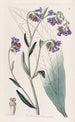 Cynoglosse à fleurs de buglosse - Sydenham Edwards — vista dell’opera