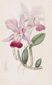 Cattleya bulbeux - Sydenham Edwards — vista dell’opera