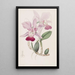 Cattleya bulbeux - Sydenham Edwards — quadro incorniciato alla parete