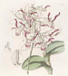 Dendrobium a testa di toro - Sydenham Edwards — vista dell’opera
