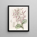 Dendrobium a testa di toro - Sydenham Edwards — quadro incorniciato alla parete