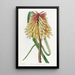 Tritoma de Burchell - Sydenham Edwards — quadro incorniciato alla parete