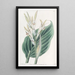 Canna de Laguna - Sydenham Edwards — quadro incorniciato alla parete