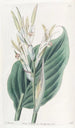 Canna de Laguna - Sydenham Edwards — vista dell’opera