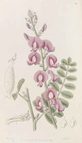 Sydenham Edwards - Capt Greys Swainsona.webp