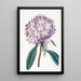 Rhododendron de Carton - Sydenham Edwards — quadro incorniciato alla parete
